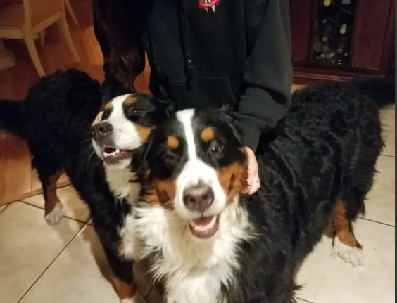 Two dogs posing for a photo