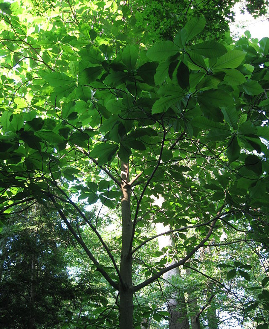 Bigleaf Magnolia