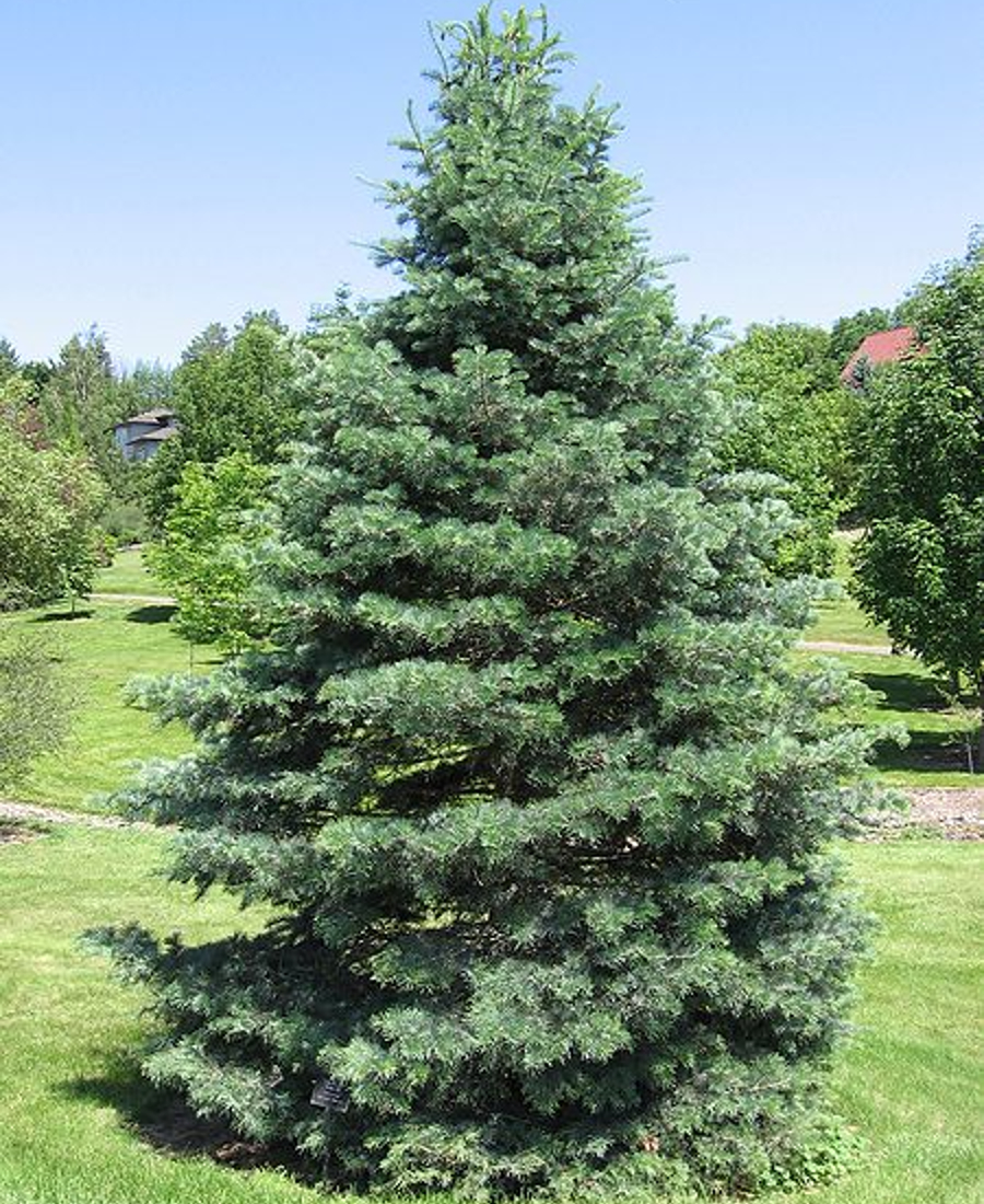 Concolor (White) Fir