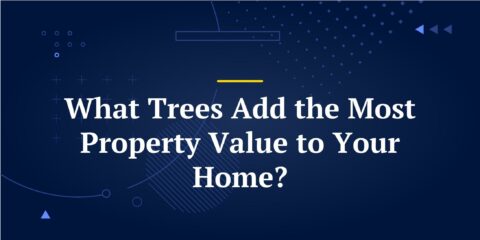 What Trees Add the Most Property Value to Your Home?